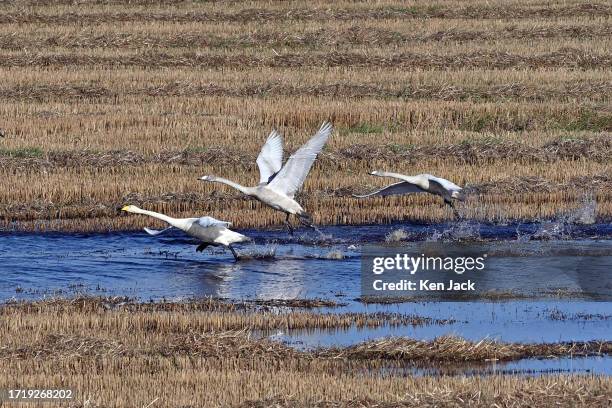 An adult and two juvenile whooper swans fly off from a stretch of receding flood water in a stubble field beside RSPB Loch Leven Nature Reserve on...