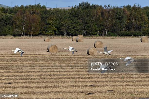 Whooper swans fly over a stubble field beside RSPB Loch Leven Nature Reserve on October 11 in Kinross, Scotland. Many birds are beginning to arrive...