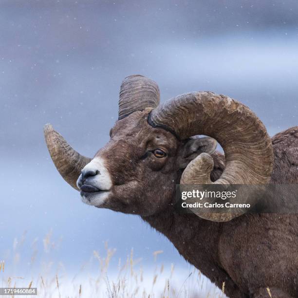 bighorn flehmen response - flehmen behaviour foto e immagini stock