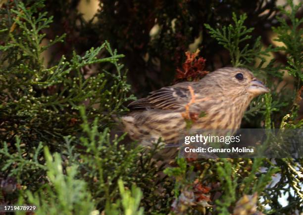 House finch eats pine cone nuts in a Juniper tree in a neighborhood in the Boyle Heights on September 26, 2023. House finch are common to this...