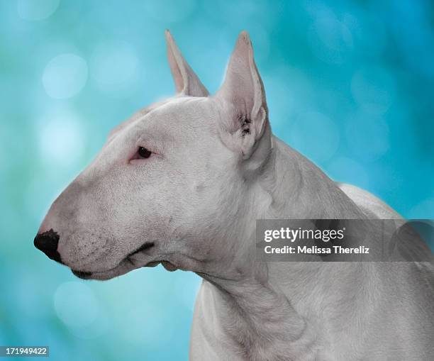 bull terrier - bull terrier stock pictures, royalty-free photos & images