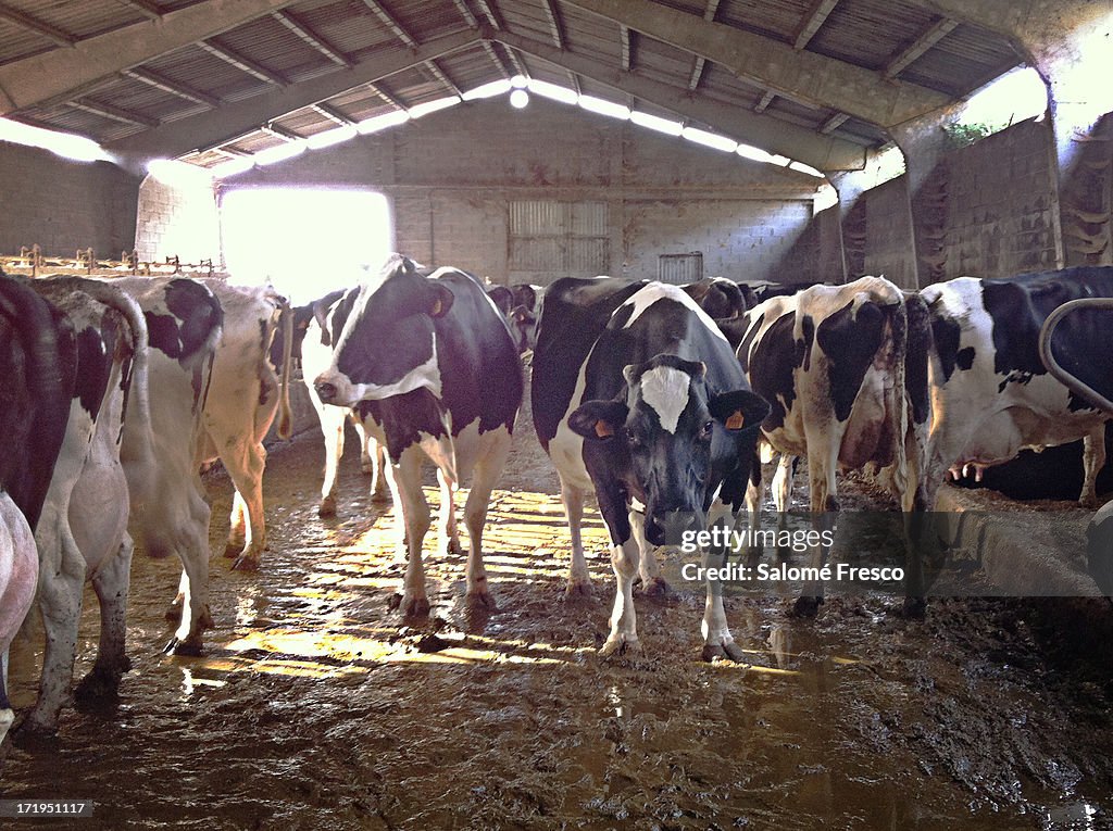 Holstein cows in a stable