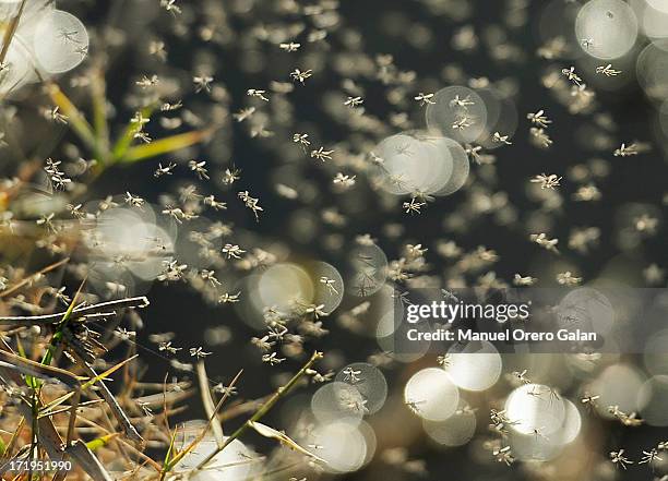 mosquitoes - mug stockfoto's en -beelden