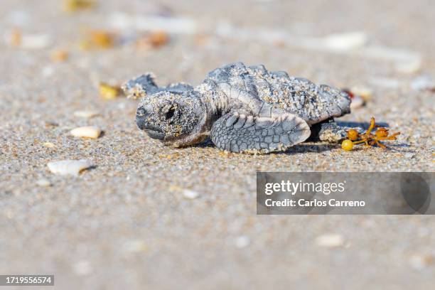loggerhead sea turtle on maiden voyage to sea - ninhada de ovíparos imagens e fotografias de stock