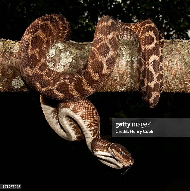 rough-scaled python - rough scale python fotografías e imágenes de stock