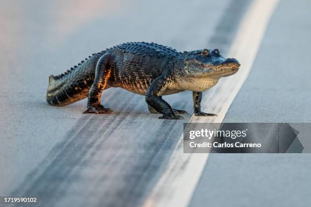 american alligator crossing highway - alligator profile stock pictures, royalty-free photos & images