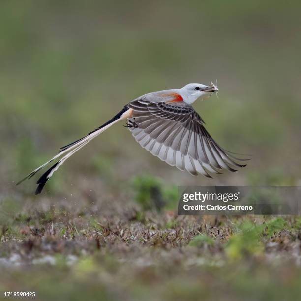 scissor-tailed  flycatcher with grasshopper - flycatcher stock pictures, royalty-free photos & images