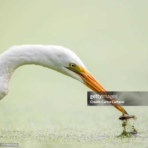 great egret with fish - lepelaar stockfoto's en -beelden