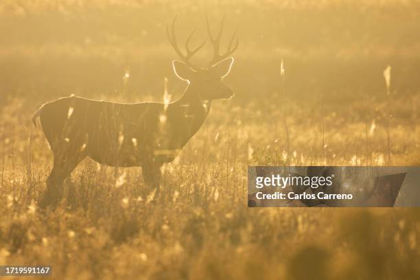 mule deer backlight at dawn - mule deer 個照片及圖片檔