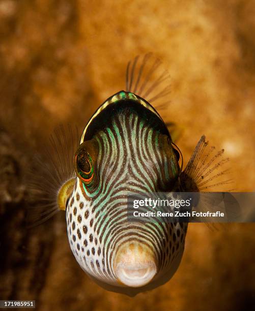 Fronts Fish Image 19 Fish Frontal Stock Photos, High-Res Pictures, and Images - Getty Images