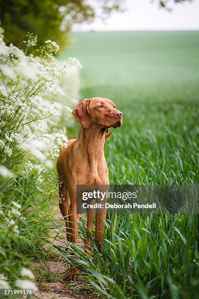 hungarian vizsla in a wheat field - vizsla stock pictures, royalty-free photos & images