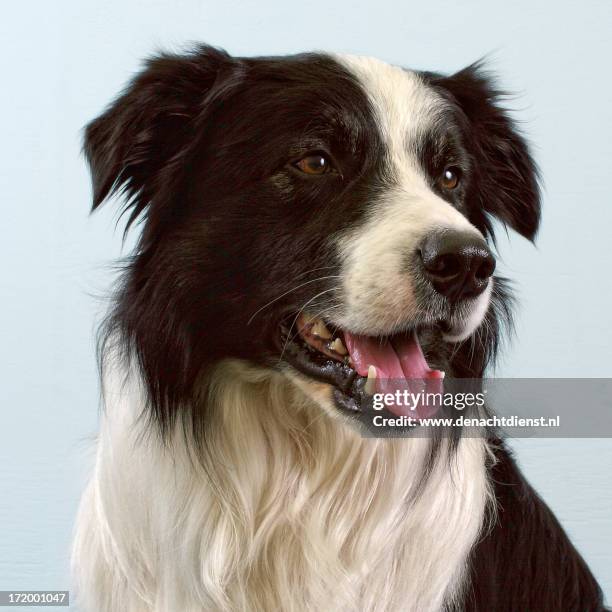 bentley - border collie stock pictures, royalty-free photos & images