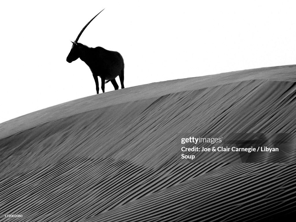 Arabian oryx and the myth of the Unicorn