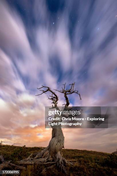 years gone by - pinus albicaulis stock pictures, royalty-free photos & images