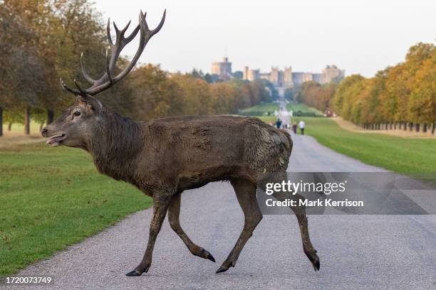 Red deer stag crosses the Long Walk in Windsor Great Park during the rutting season on 9th October 2023 in Windsor, United Kingdom. The deer park...