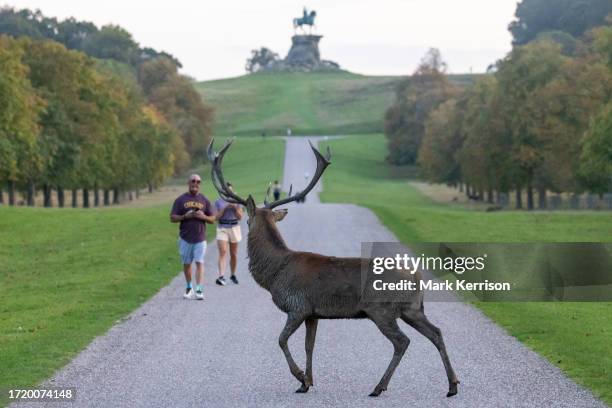 Red deer stag crosses the Long Walk in Windsor Great Park during the rutting season on 9th October 2023 in Windsor, United Kingdom. The deer park...