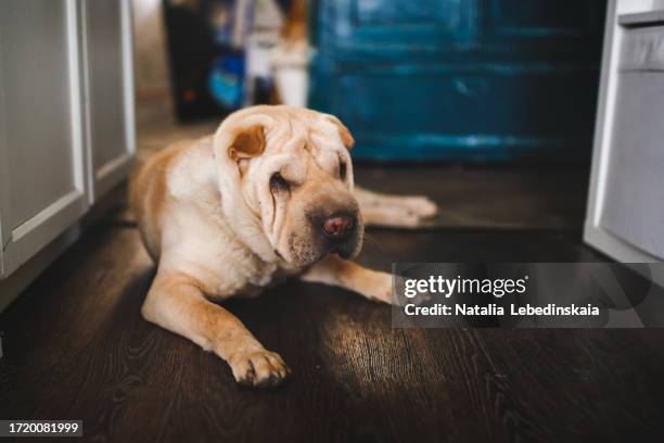 awaiting reunion: shar pei rests on home floor, missing and waiting for its beloved owner - shar pei foto e immagini stock