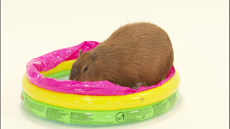 Capybara Inflatable Pool Toy 74 Pool Inflatable Studio Stock Videos, Footage, & 4K Video Clips ...