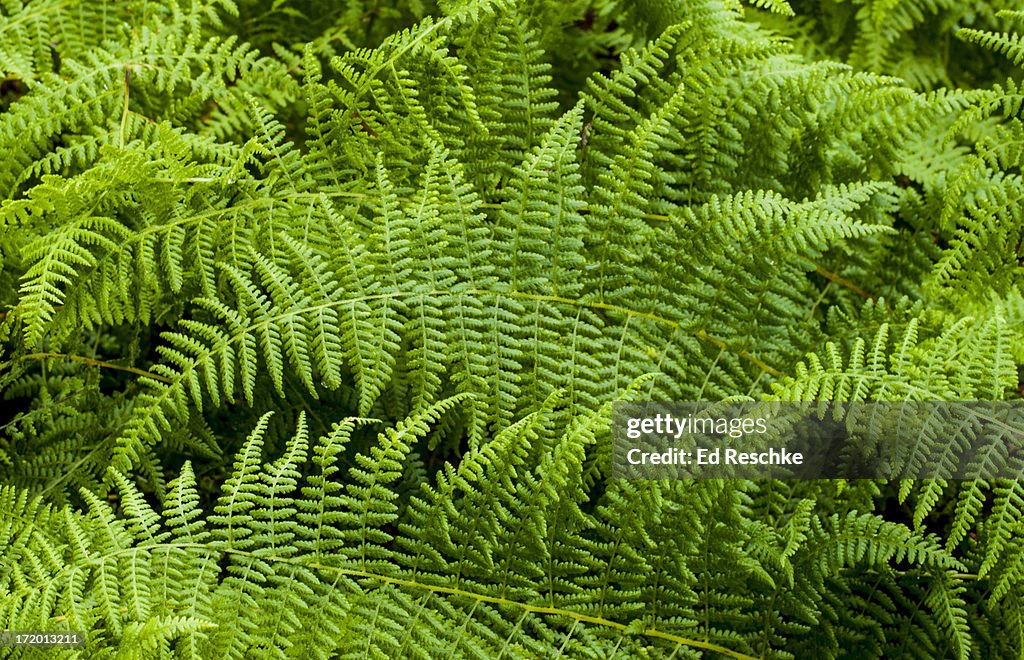 Hay-scented Fern or Boulder Fern