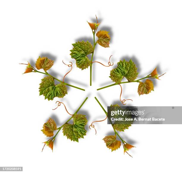 vine leaves forming a circle with a small shadow. - crown pattern stock pictures, royalty-free photos & images