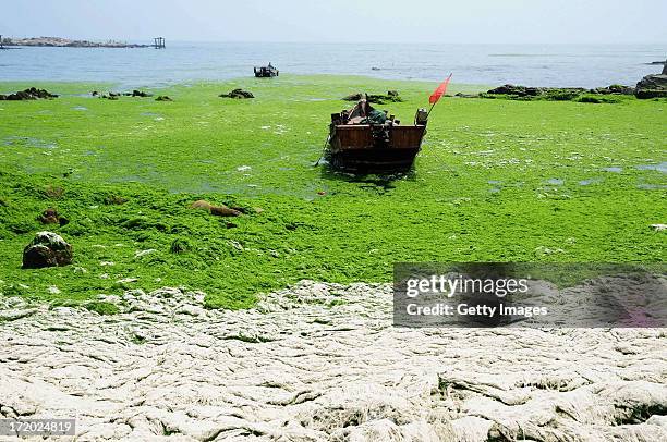 Photo shows a beach covered by a thick layer of green algae on June 30, 2013 in Qingdao, China. A large quantity of non-poisonous green seaweed,...
