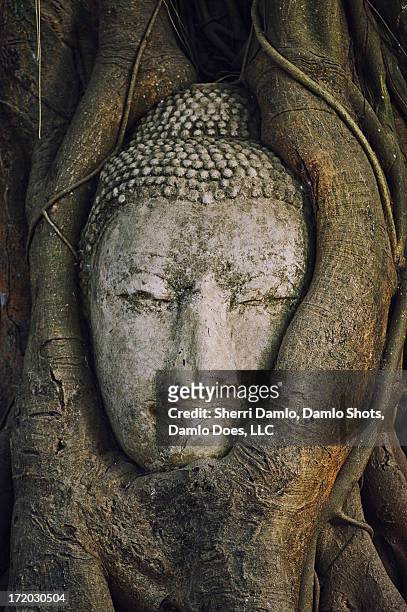 buddha head - damlo does stock pictures, royalty-free photos & images