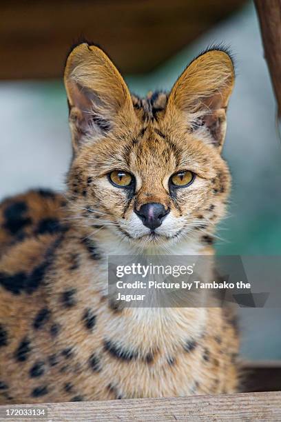 relaxed serval - serval stock-fotos und bilder