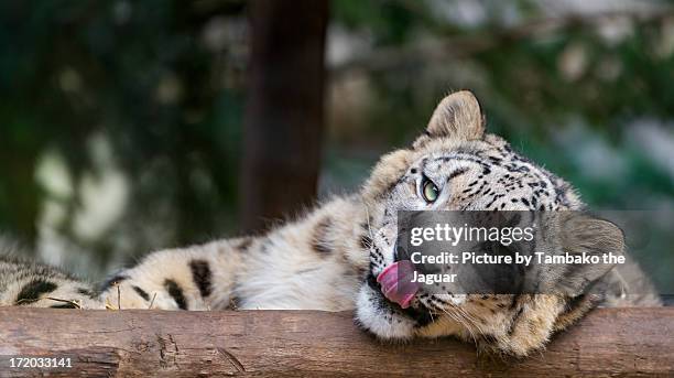 relaxed snow leopard with tongue out - leopard cub stock pictures, royalty-free photos & images