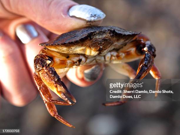 dungeness crab - damlo does - fotografias e filmes do acervo