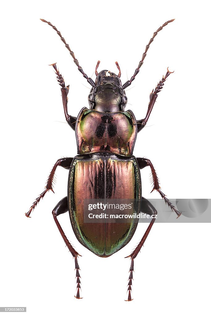 Ground beetle