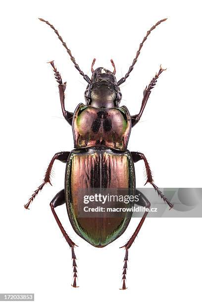 ground beetle - beetle stock pictures, royalty-free photos & images