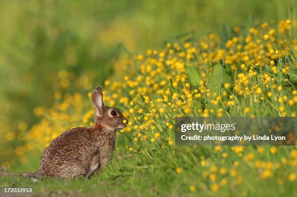 85 Linda Rabbitt Stock Photos, High-Res Pictures, and Images - Getty Images