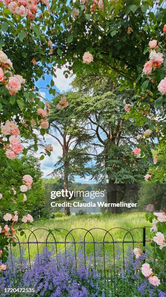 rose garden - rosenträdgård bildbanksfoton och bilder