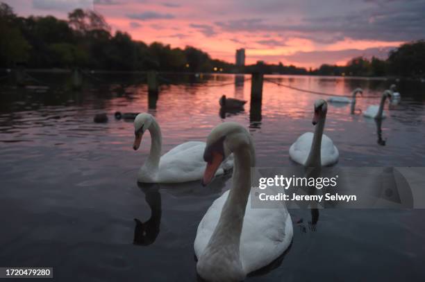 Swans Hunting For Fish On The Serpentine This Morning Before Sunrise..Jeremy Selwyn. 18-October-2016