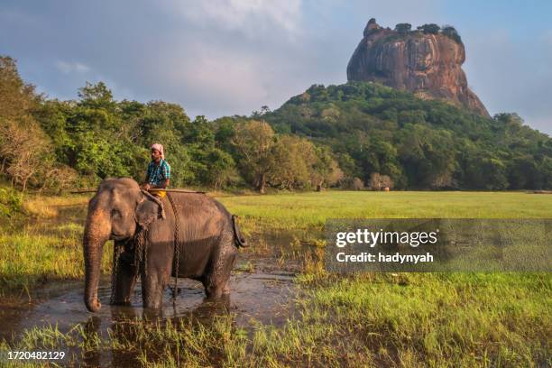 mahout riding his elephant, sigiriya rock on the  background, sri lanka - sigiriya stock pictures, royalty-free photos & images