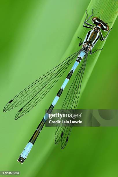 northern damselfly - damselfly fotografías e imágenes de stock