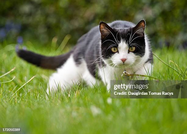 domestic cat hunting for mice in the garden - animals hunting - fotografias e filmes do acervo