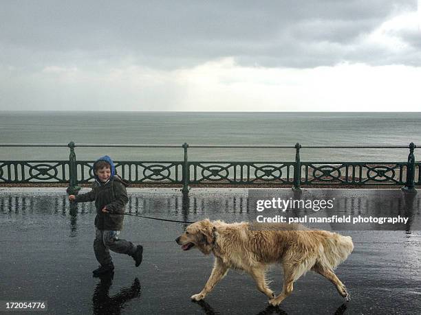 boy walking pet dog in rain - promenade stock pictures, royalty-free photos & images