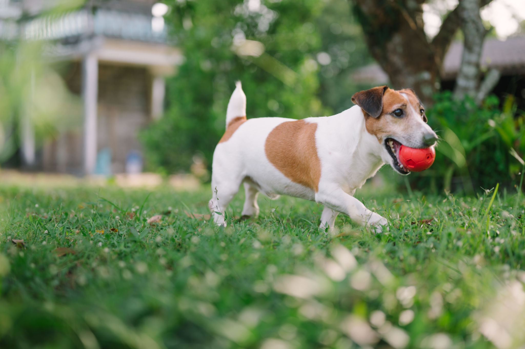 Active senior jack russell terrier love to play with his ball toy running around the garden Active senior jack russell terrier love to play with his ball toy running around the garden