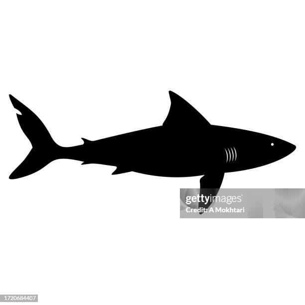shark icon. - leopard shark stock illustrations