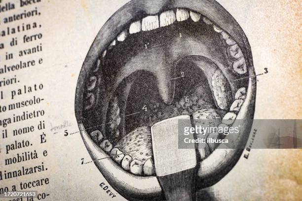 ilustrações, clipart, desenhos animados e ícones de antigo científica médica ilustração alta resolução: boca - úvula