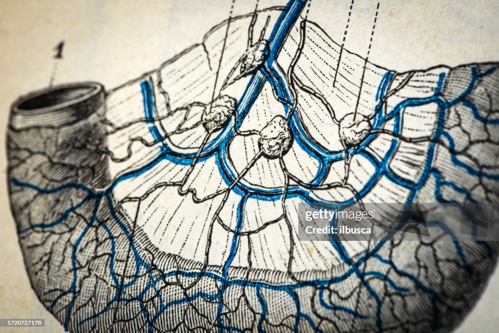 Antique medical scientific illustration high-resolution: Intestine Lymphatic vessel