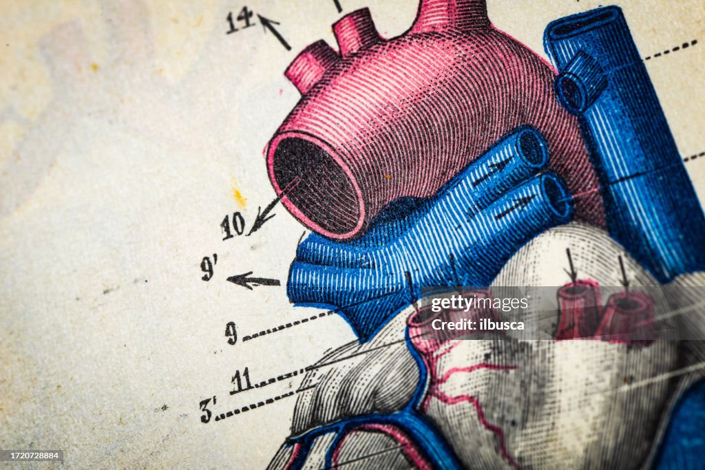 Antigo científica médica Ilustração alta resolução: Coração