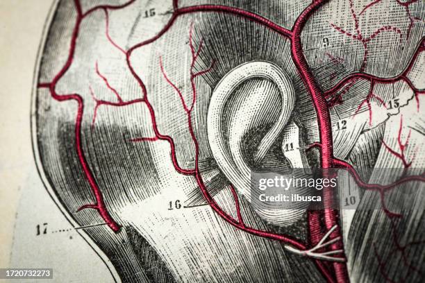 ilustrações, clipart, desenhos animados e ícones de antigo científica médica ilustração alta resolução: cabeça vias - veia humana