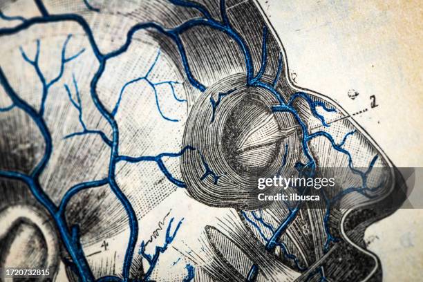 antique medical scientific illustration high-resolution: head veins - human head veins stock illustrations