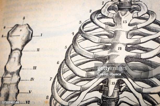 2,208 Sternum Anatomy Stock Photos, High-Res Pictures, and Images ...