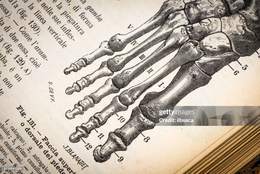 Antikes medizinische wissenschaftliche Illustrationen hoher Auflösung: Große bones