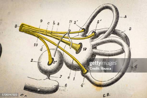 antique medical scientific illustration high-resolution: ear parts - ear diagram stock illustrations