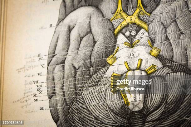 ilustraciones, imágenes clip art, dibujos animados e iconos de stock de anticuario científica médica ilustración de alta resolución: cerebro - ilustración biomédica