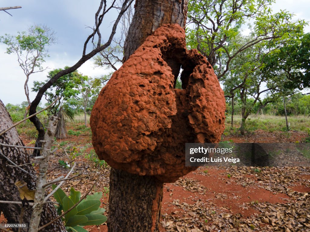 Termity Arboreal Termite Nest From Cerrado Vegetation In Southeast Brazil High ...